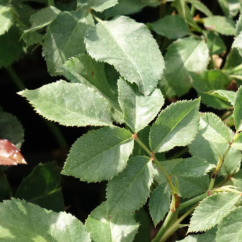 Rosa Floribunda Sophia Romantica  (Fogliame)