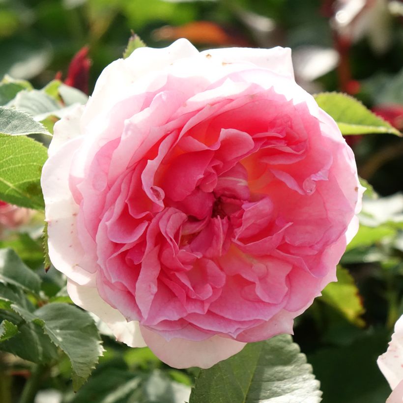 Rosa Floribunda Sophia Romantica  (Fioritura)