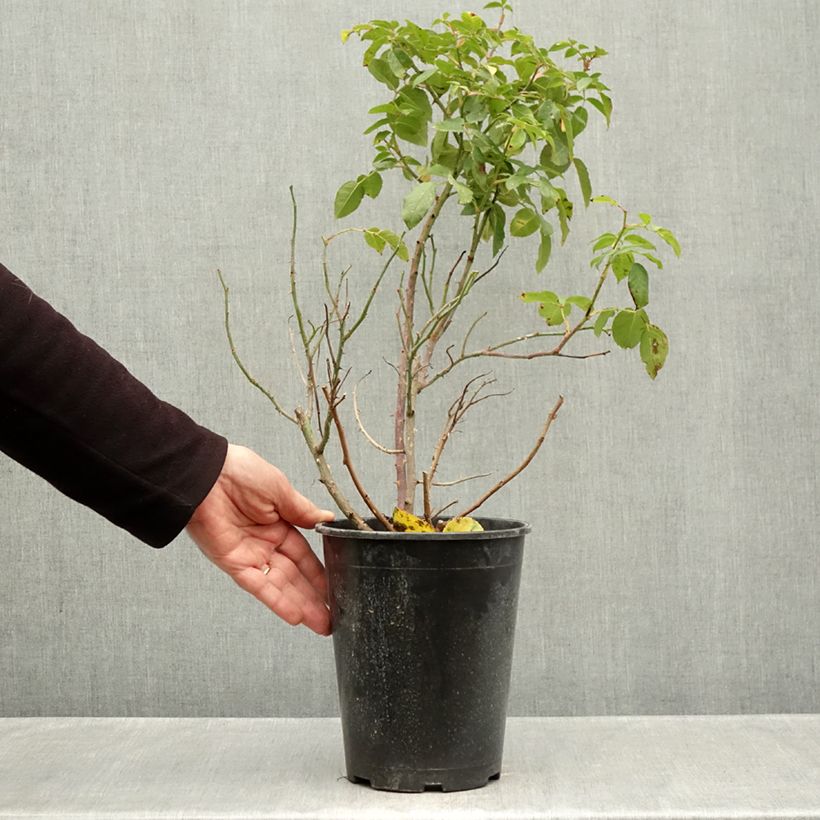 Esemplare di Rosa Floribunda Sophia Romantica  Vaso da 4L/5L come consegnato in autunno