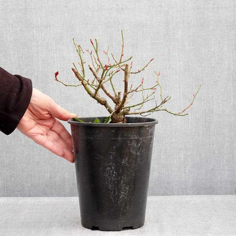 Rosa Floribunda Sophia Romantica  Vaso da 4L/5L esemplare consegnato in inverno