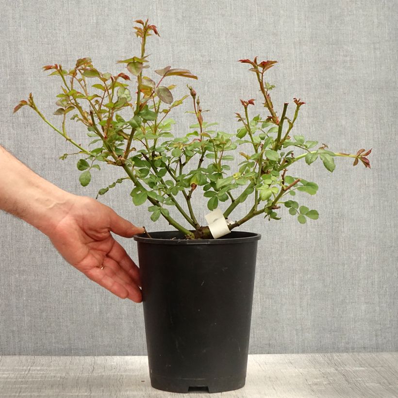 Rosa polyantha Sourire de Sylvie Vaso da 4L/5L esemplare consegnato in primavera