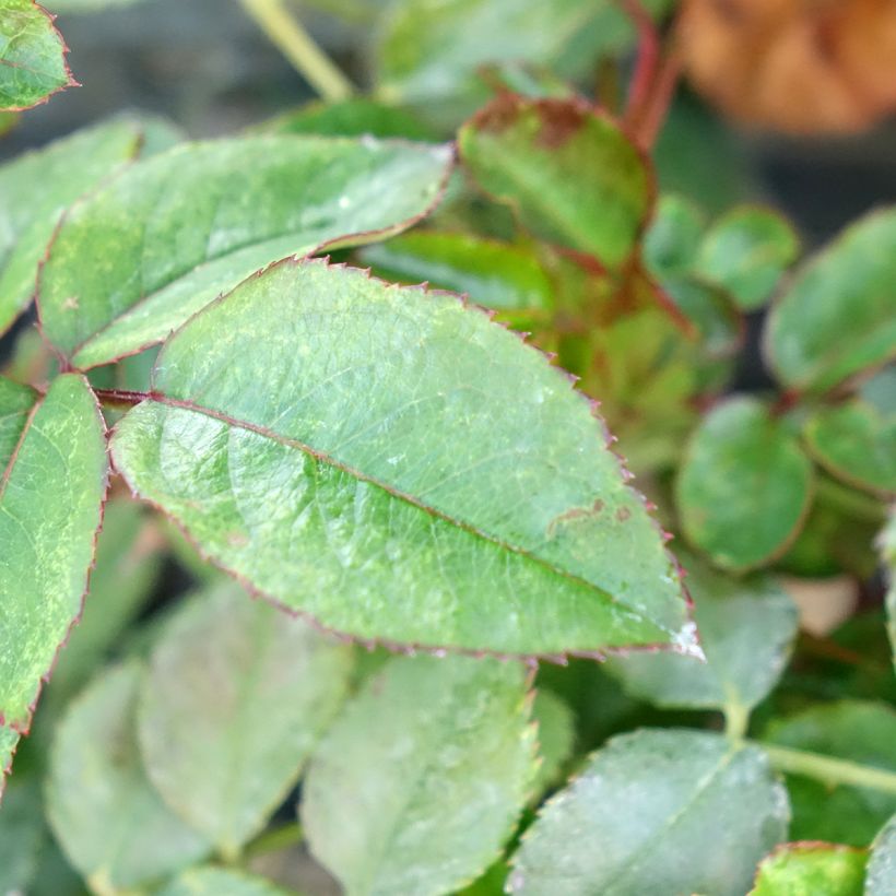 Rosa Sugar Candy Rose (Foliage)