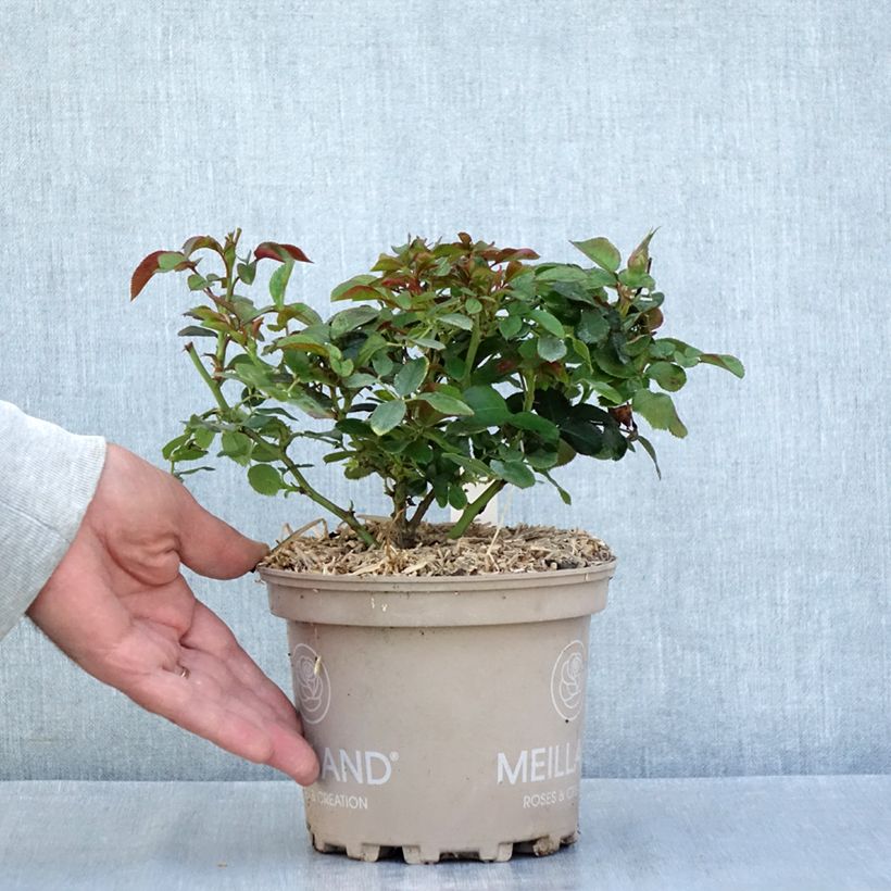 Example of Rosa Sugar Candy Rose Vaso da 2L/3L as you get in ete