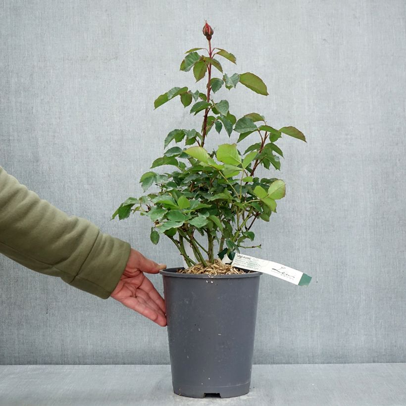 Rosa floribunda Super Trouper - Rosa a fiori raggruppati Vaso da 4L/5L esemplare consegnato in primavera