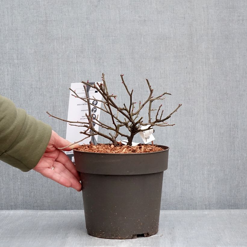 Rosier à fleurs groupées Take it Easy Red  Vaso da 4L/5L esemplare consegnato in inverno