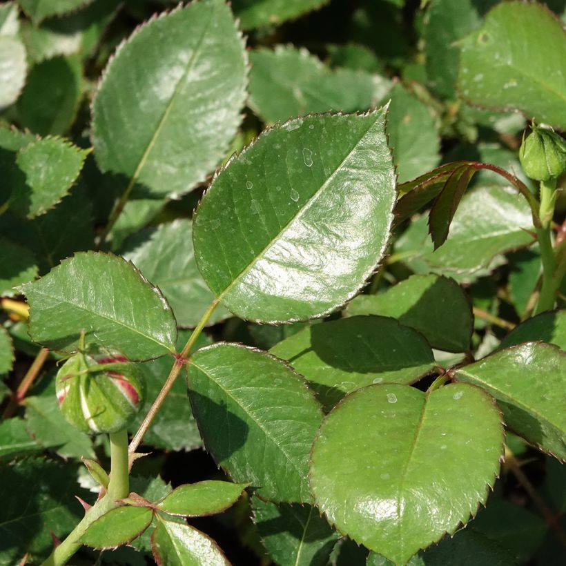 Rosa Floribunda Tobago (Fogliame)