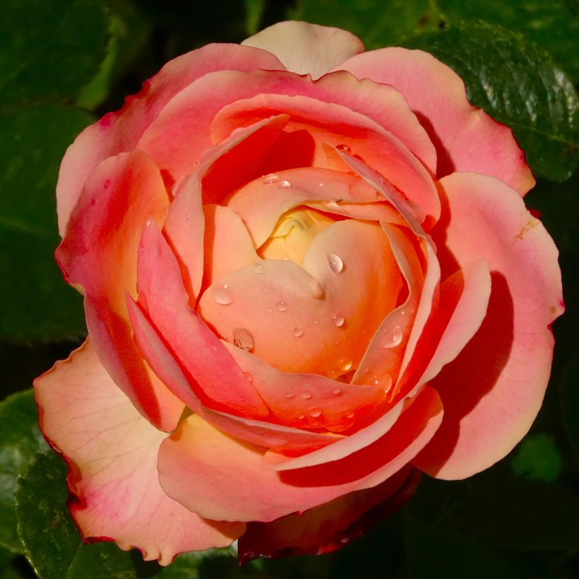 Rosa Floribunda Tobago (Fioritura)