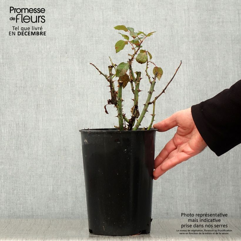 Esemplare di Rosier à fleurs groupées Tobago Pot de 4L/5L come consegnato in autunno