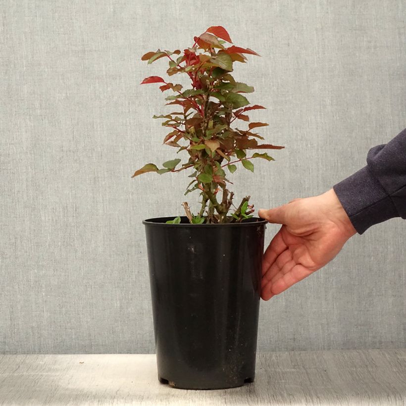 Rosa Floribunda Tobago Vaso da 4L/5L esemplare consegnato in primavera