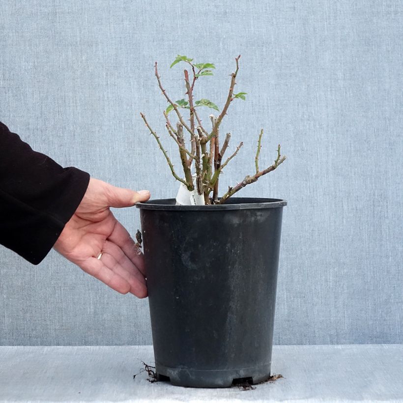 Esemplare di Rosa Floribunda Utopia Vaso da 3L/4L come consegnato in autunno