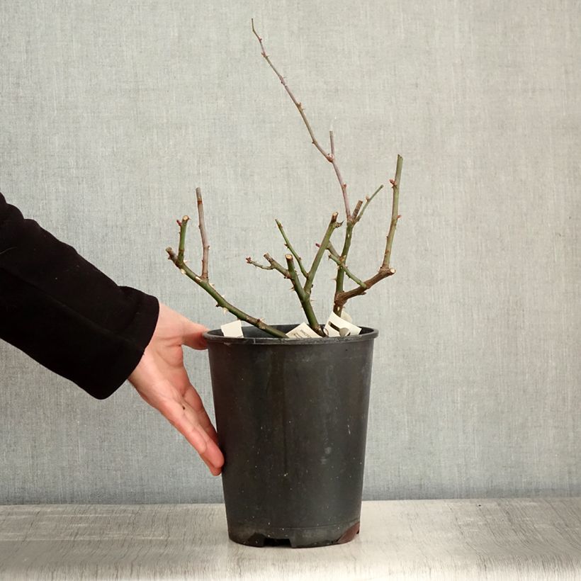 Rosier à fleurs groupées Walferdange Pot de 4L/5L esemplare consegnato in inverno