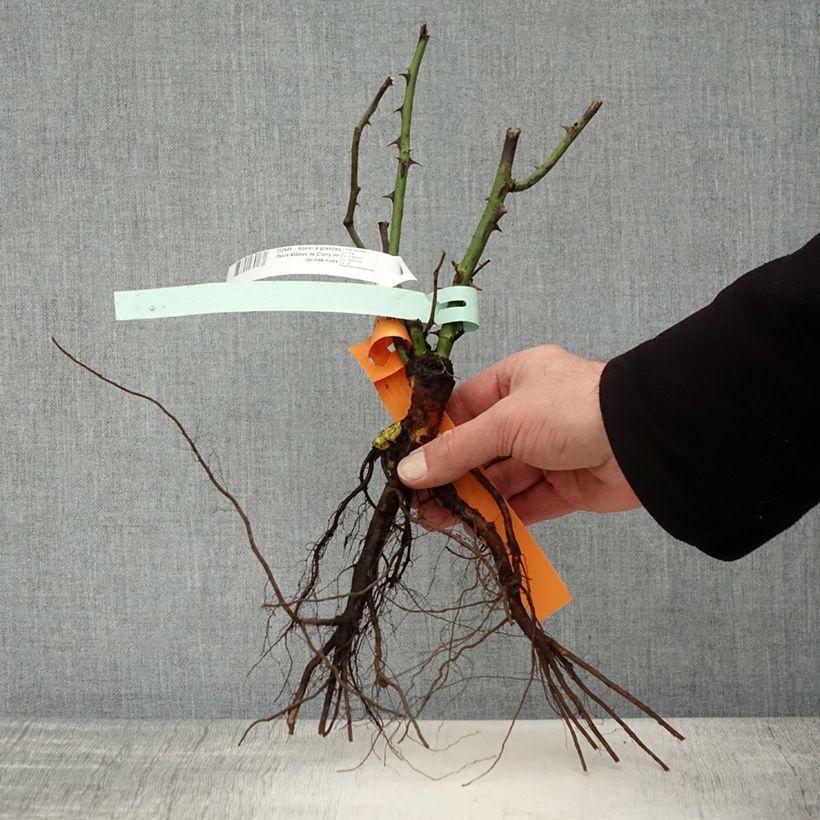 Example of Rosa Abbaye de Cluny Piante piccole a radice nuda as you get in hiver