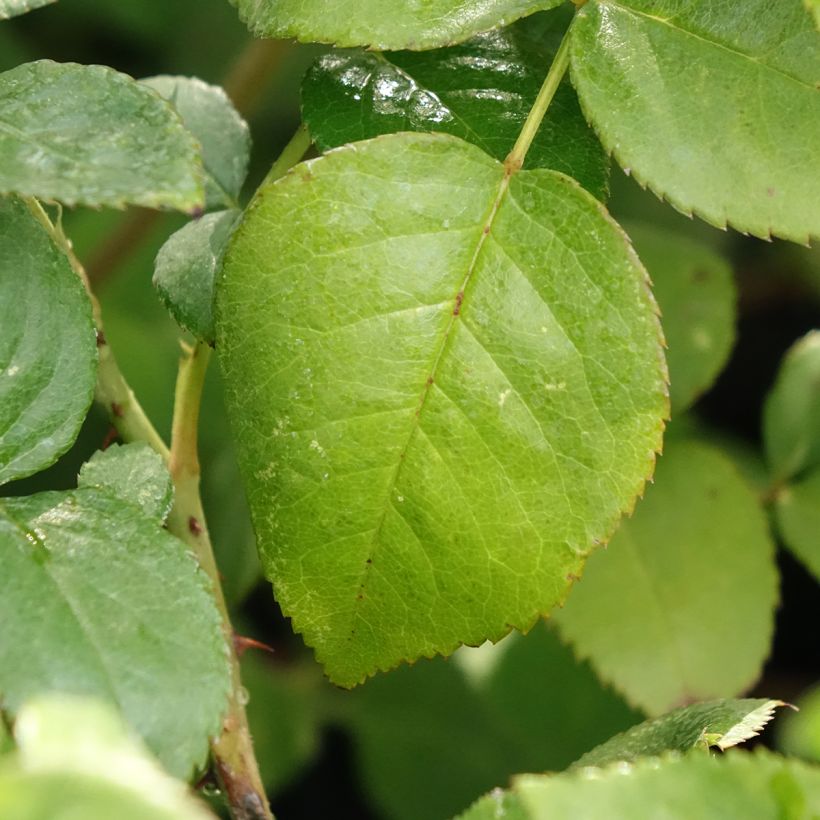 Rosa Agatha (Foliage)