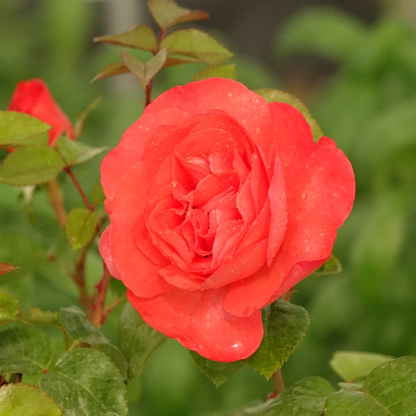 Rosa Agatha (Flowering)