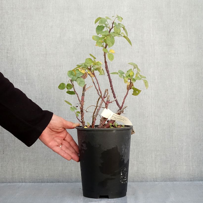 Esemplare di Rosa Agatha Vaso da 4L/5L come consegnato in autunno