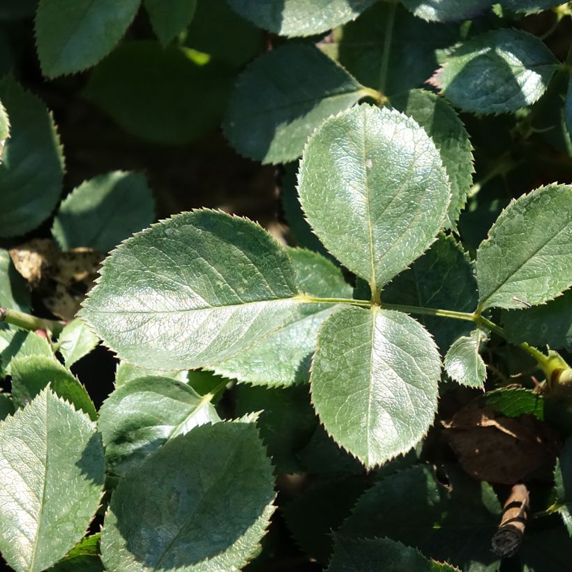 Rosa Alexandre Astier - Rose ibrida di tea (Fogliame)