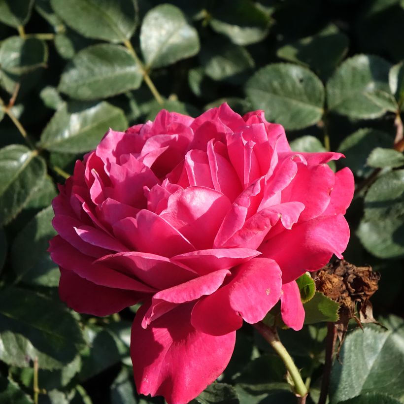 Rosa Alexandre Astier - Rose ibrida di tea (Fioritura)