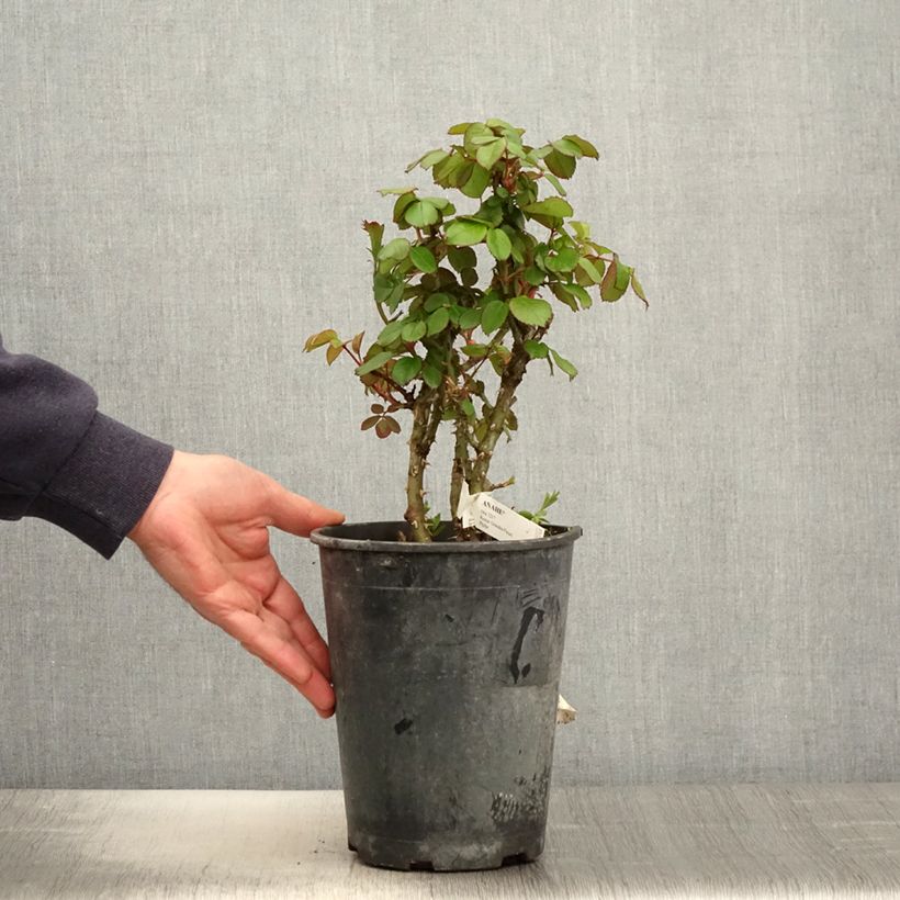 Example of Rosa Anahe Vaso da 4L/5L as you get in printemps