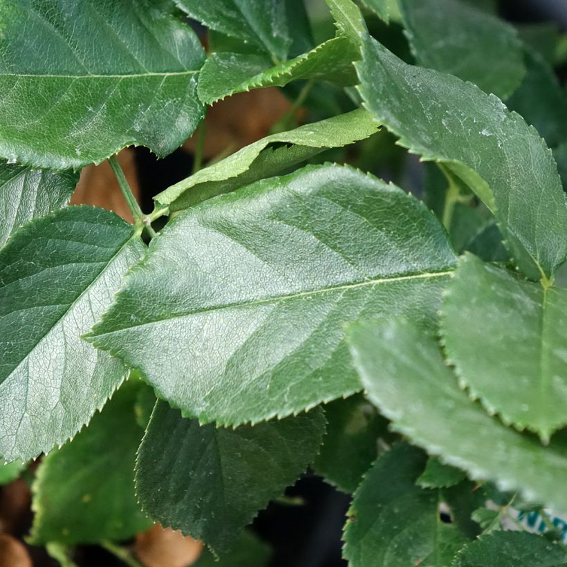 Rosa Anastasia - Rose ibrida di tea (Fogliame)