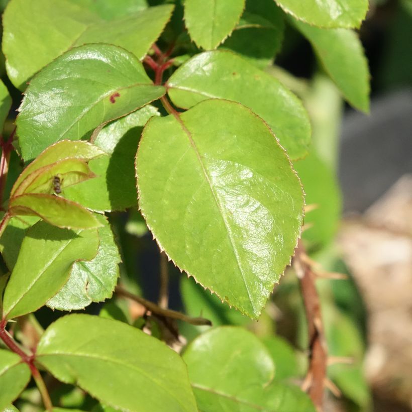 Rosa André Le Nôtre - Rose ibrida di tea (Fogliame)