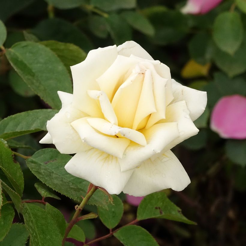 Rosa Anggun Meibokir (Fioritura)