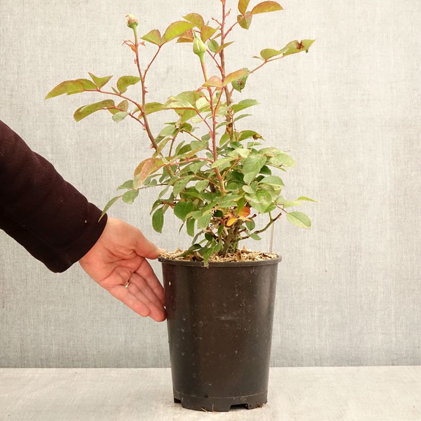 Rosa Anggun Meibokir Vaso da 4L/5L esemplare consegnato in primavera