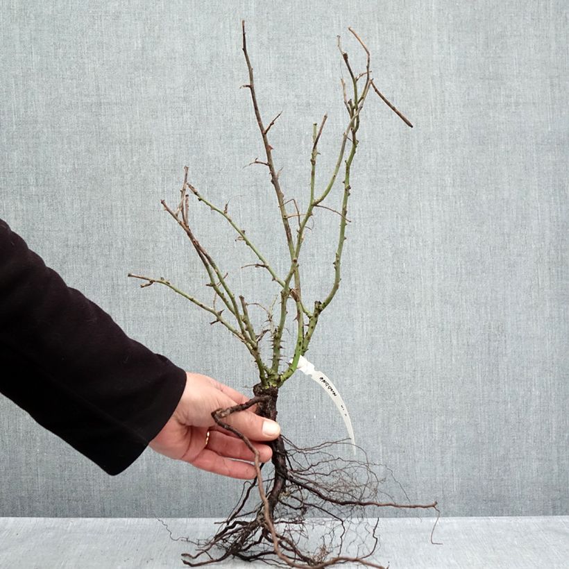 Example of Rosa Anggun Meibokir Piante piccole a radice nuda as you get in hiver