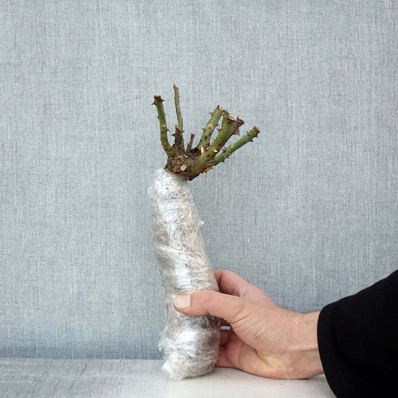 Rosa Anne Vanderlove - Rose ibrida di tea Zolla a radice nuda esemplare consegnato in inverno