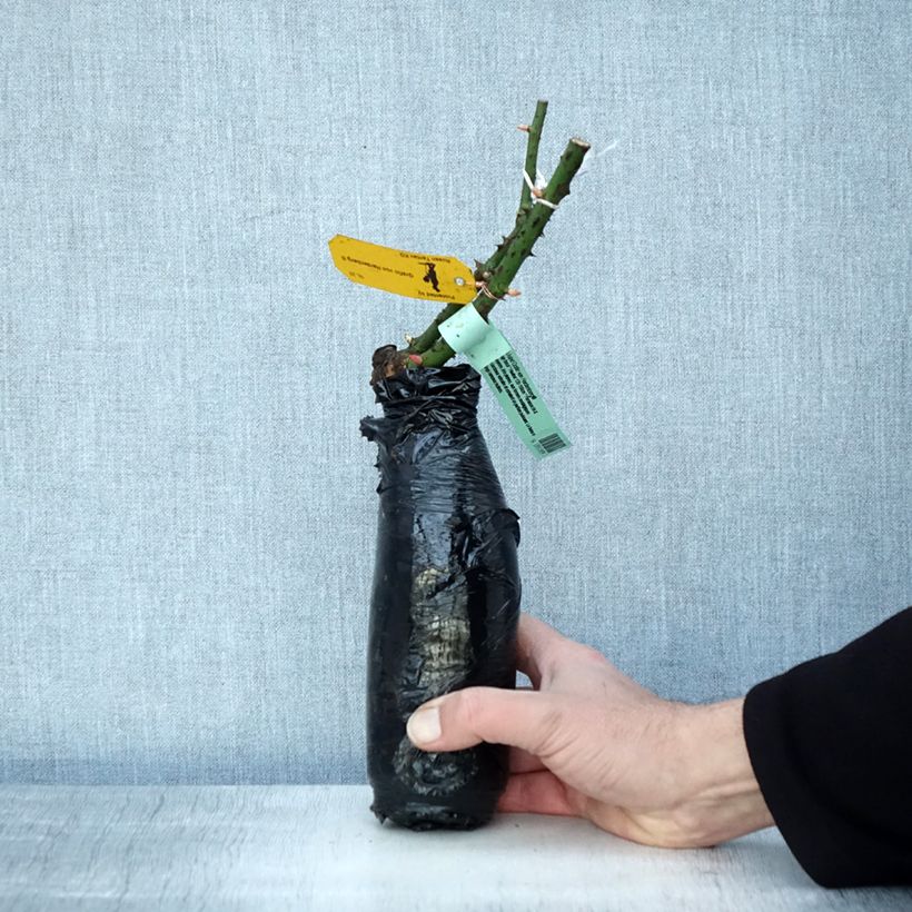 Rosa Astrid Gräfin von Hardenberg - Rose ibrida di tea Zolla a radice nuda esemplare consegnato in inverno