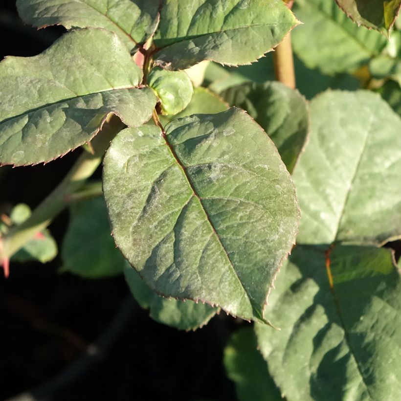 Rosa Astrid Gräfin von Hardenberg - Rose ibrida di tea (Fogliame)