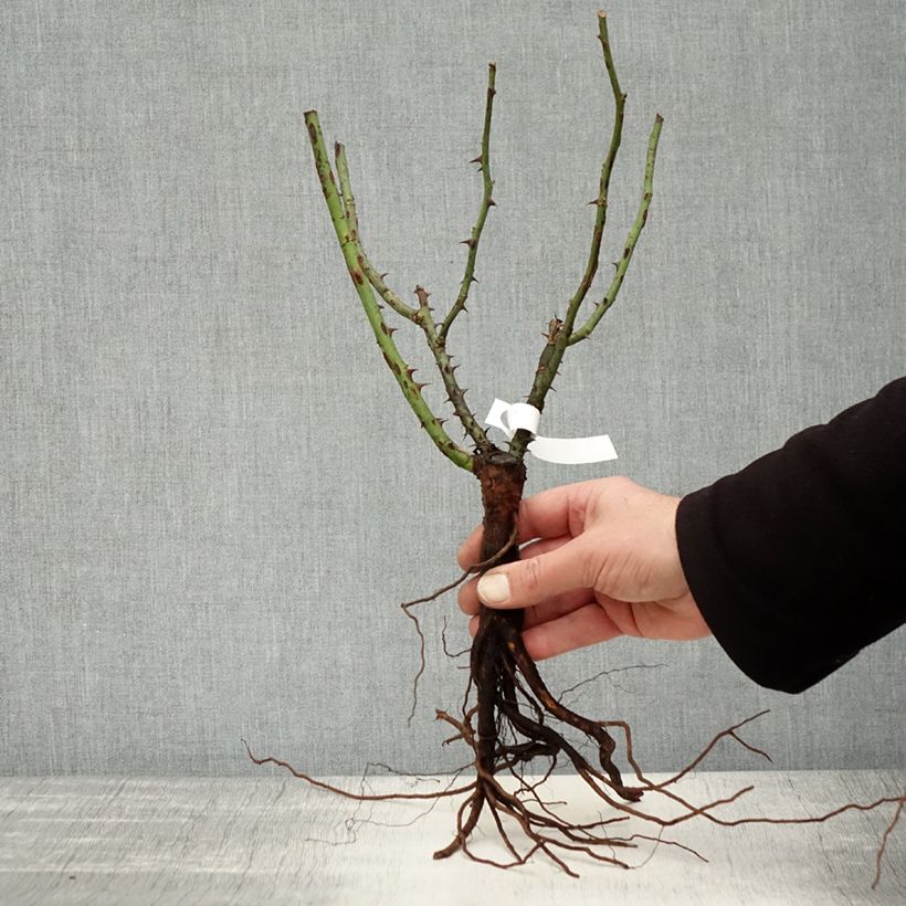 Example of Rosa Augusta Luise - Rose ibrida di tea Piante piccole a radice nuda as you get in hiver