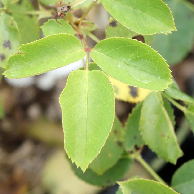 Rosa Belle du Seigneur - Rose ibrida di tea (Foliage)