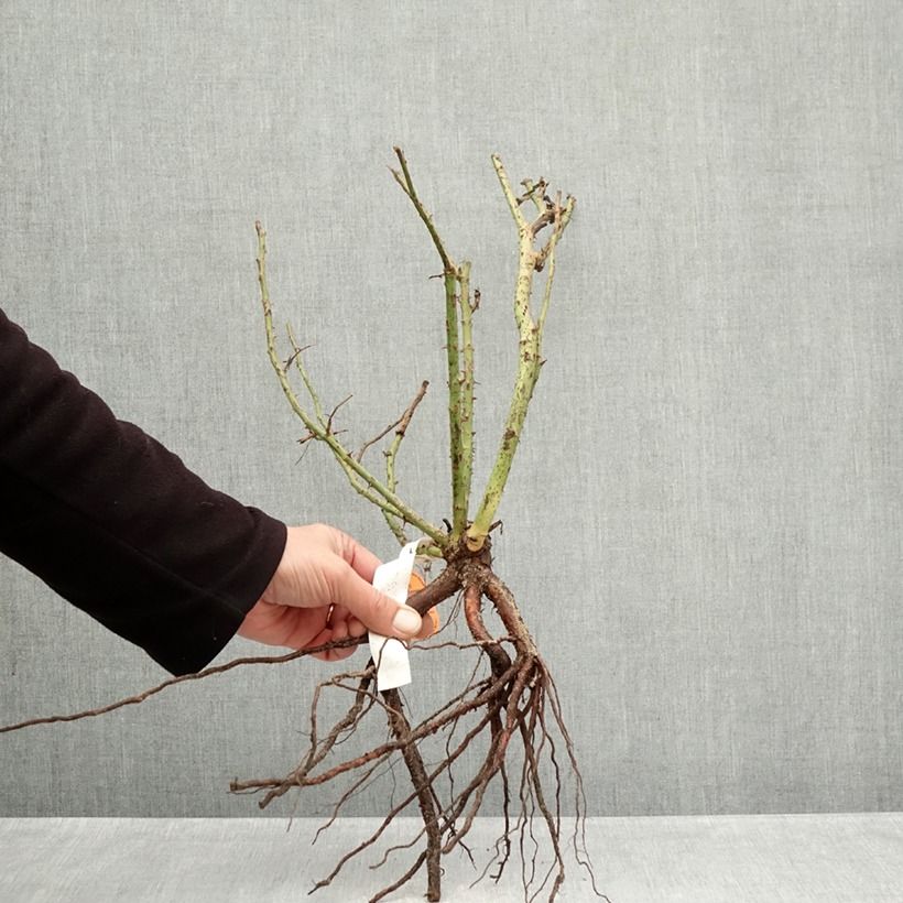 Example of Rosa Belles Rives Piante piccole a radice nuda as you get in hiver