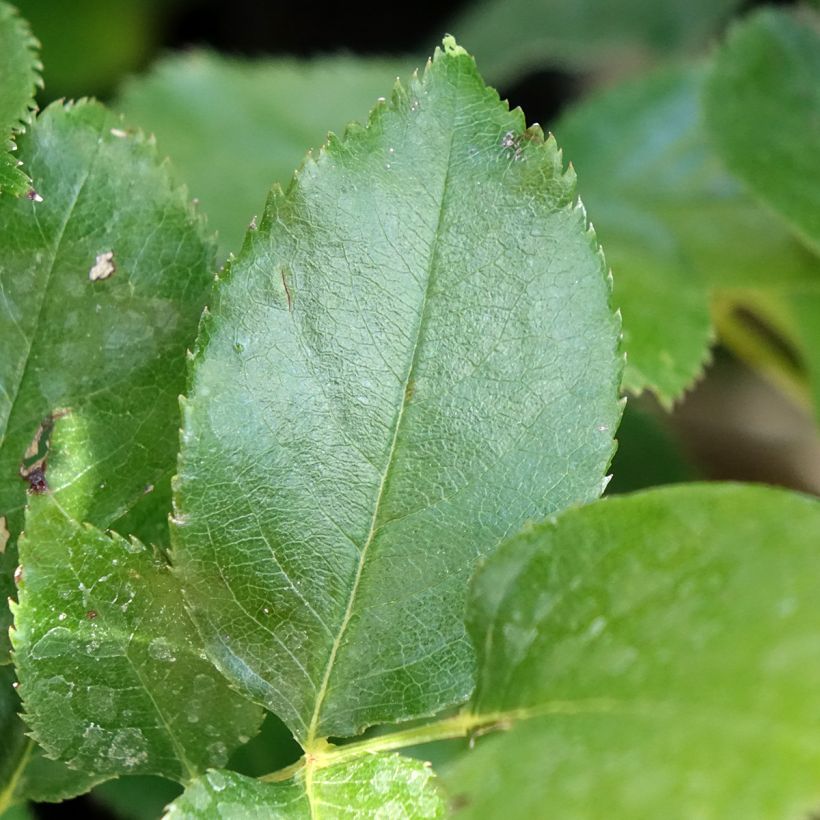 Rosa Bernadette Lafont - Rose ibrida di tea (Fogliame)