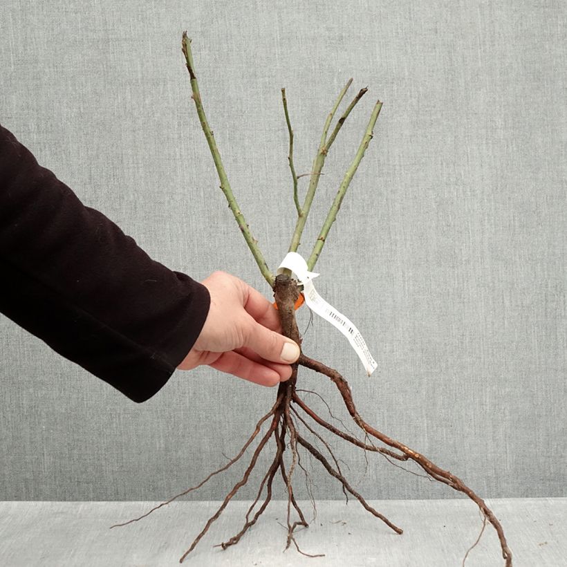 Rosa Black Baccara - Rose ibrida di tea Piante piccole a radice nuda esemplare consegnato in inverno