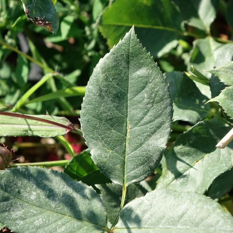 Rosa Black Perfumella - Rose ibrida di tea (Fogliame)