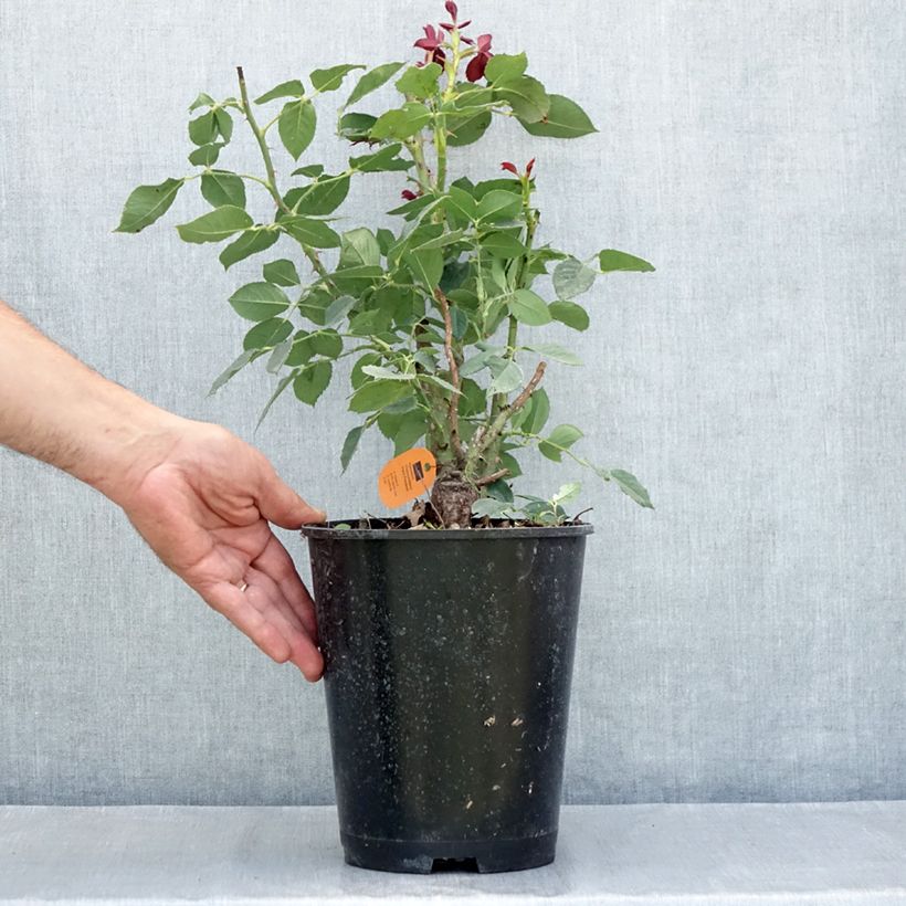 Esemplare di Rosa Black Perfumella - Rose ibrida di tea Vaso da 4L/5L consegnato in estate