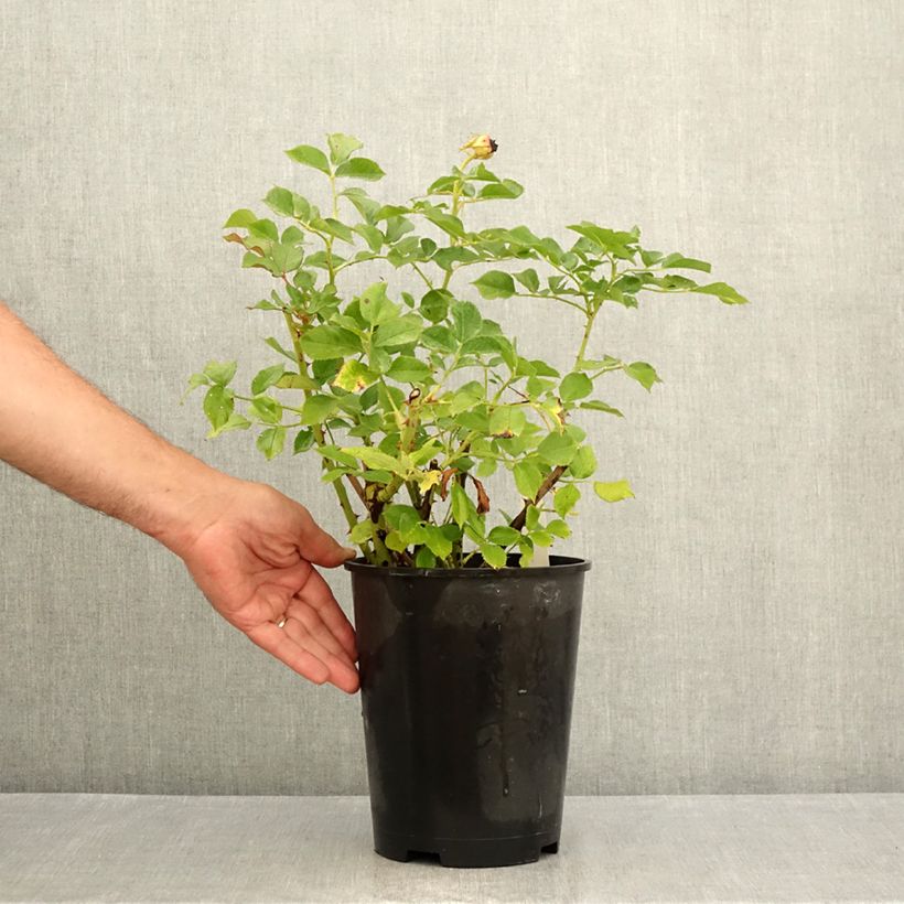 Esemplare di Rosa Blue Eden - Rose ibrida di tea Vaso da 4L/5L consegnato in estate