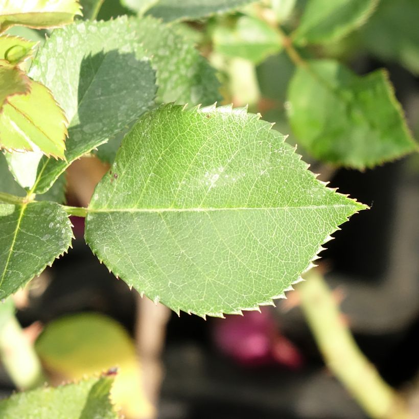 Rosa Blue Eden - Rose ibrida di tea (Fogliame)