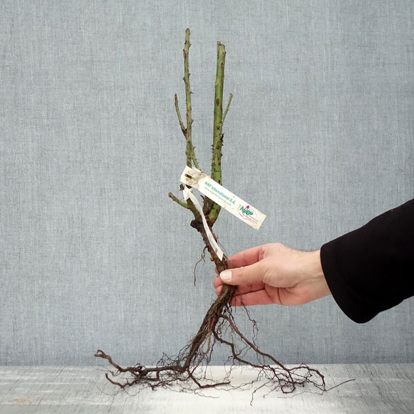 Rosa Blue Girl - Rose ibrida di tea Piante piccole a radice nuda esemplare consegnato in inverno