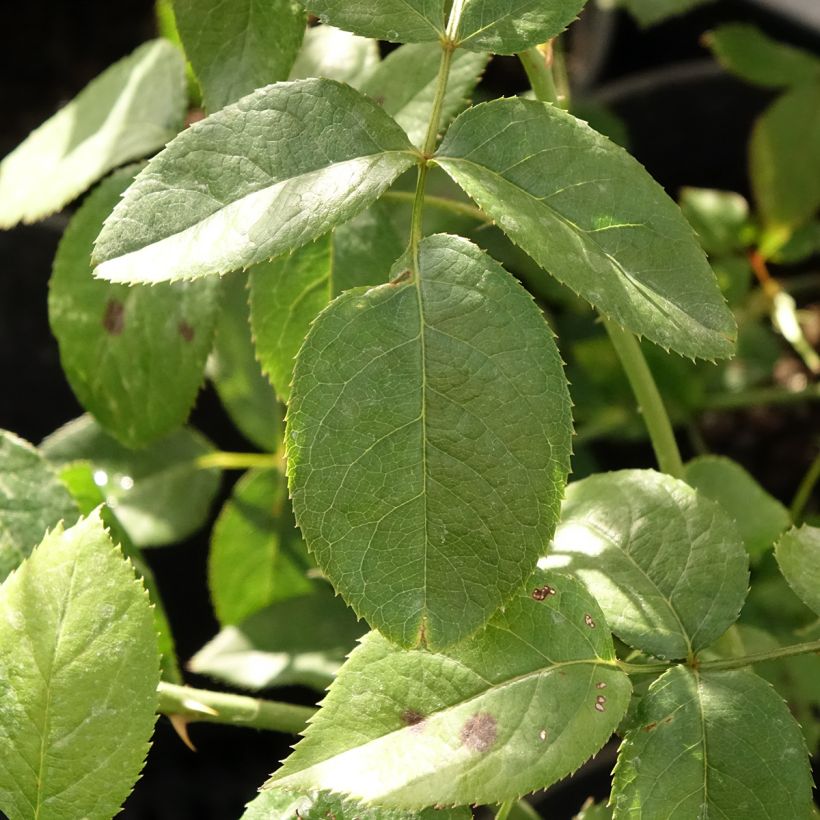 Rosa Blue River - Rose ibrida di tea (Foliage)