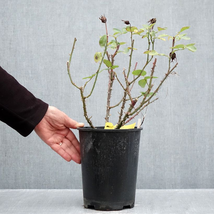 Esemplare di Rosa Boréale - Rose ibrida di tea Vaso da 4L/5L come consegnato in autunno