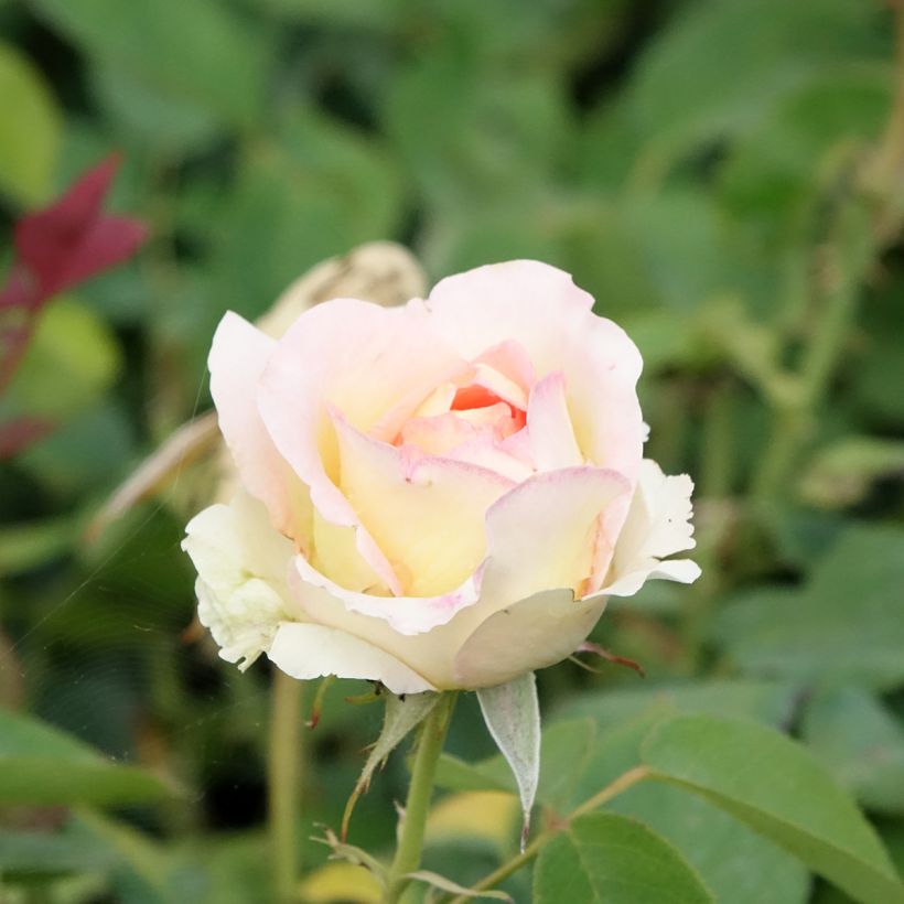Rosa Boréale - Rose ibrida di tea (Fioritura)