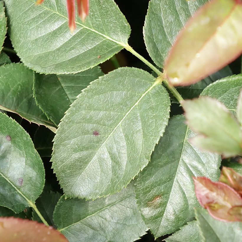 Rosa Borneo Odore - Rose ibrida di tea (Fogliame)