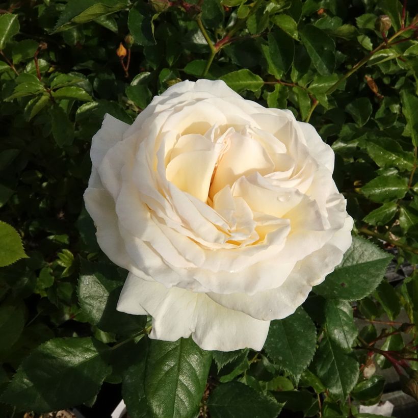 Rosa Camille Claudel (Fioritura)