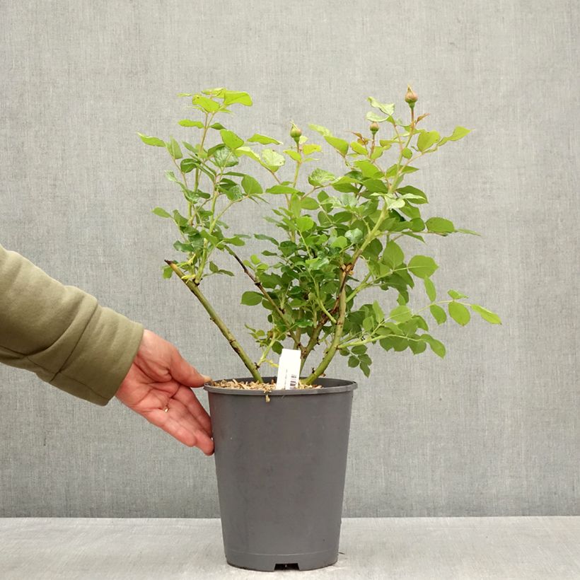 Rosa Camille Claudel Vaso da 4L/5L esemplare consegnato in primavera