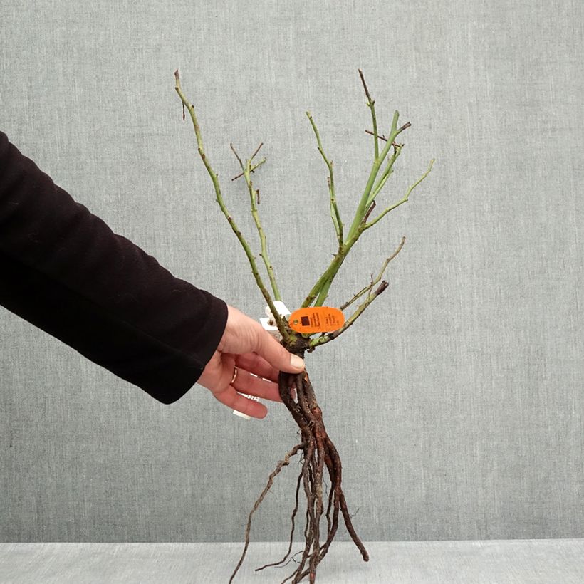 Example of Rosa Camille Claudel Piante piccole a radice nuda as you get in hiver