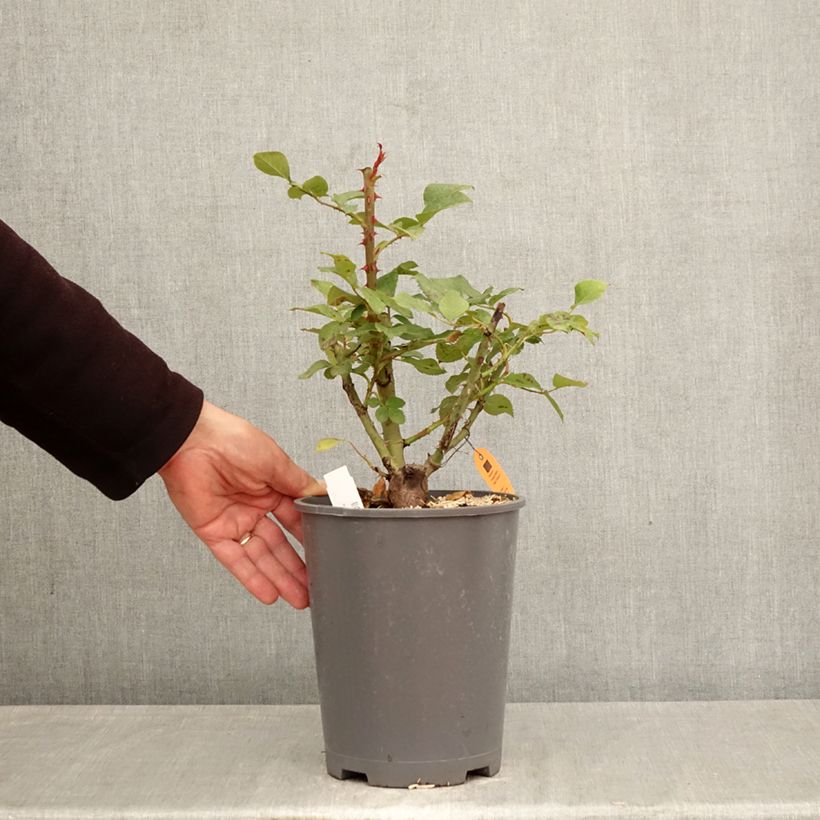 Rosa Caprice de Meilland - Rose ibrida di tea Vaso da 4L/5L esemplare consegnato in primavera