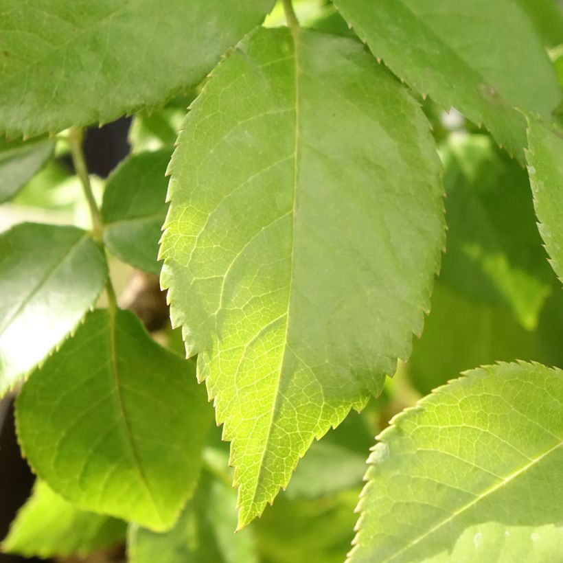 Rosa Catherine Frot (Fogliame)