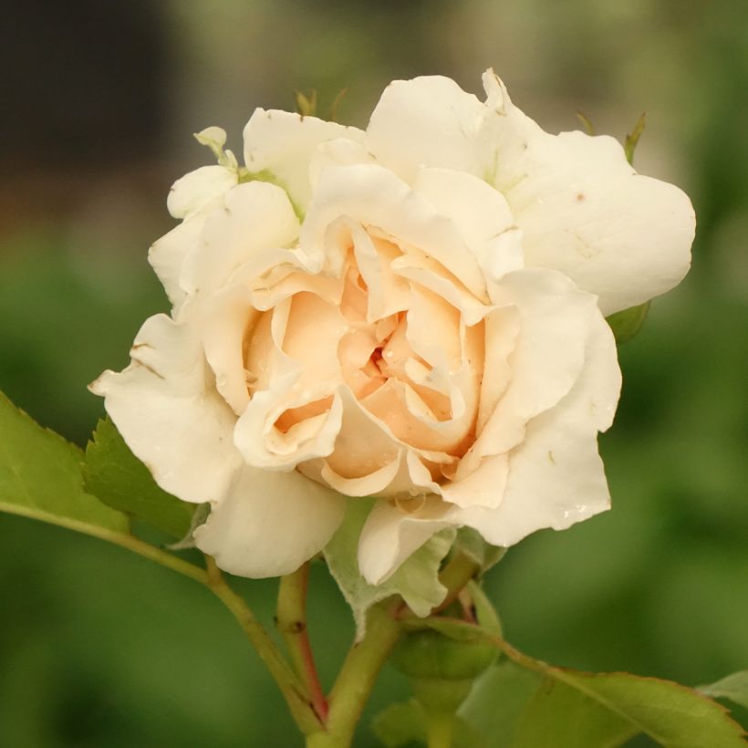 Rosa Catherine Frot (Fioritura)